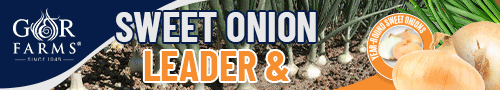Sweet onion leader