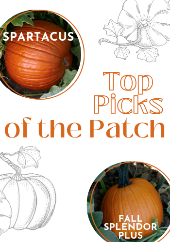 Pumpkins