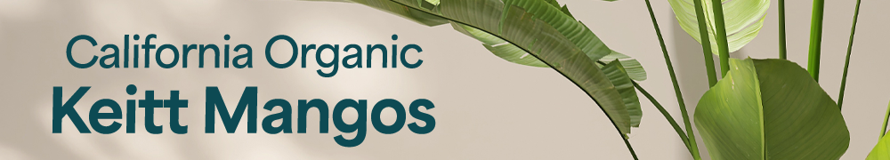 California Keitt Mangos