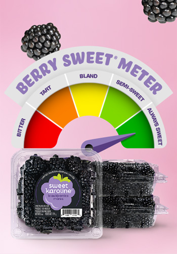 Sweet Karoline  Blackberries - Perfect for Snacking