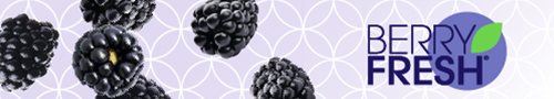 Berry Fresh - Sweet Karoline Blackberries