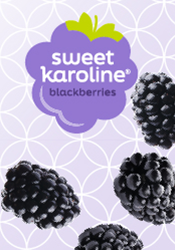Berry Fresh - Sweet Karoline Blackberries
