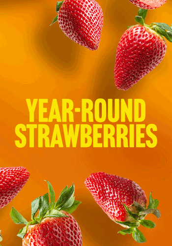 Bobalu - Year-Round Strawberries 