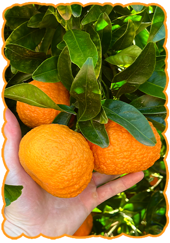 Westlake Produce - Ojai Gold Nuggets