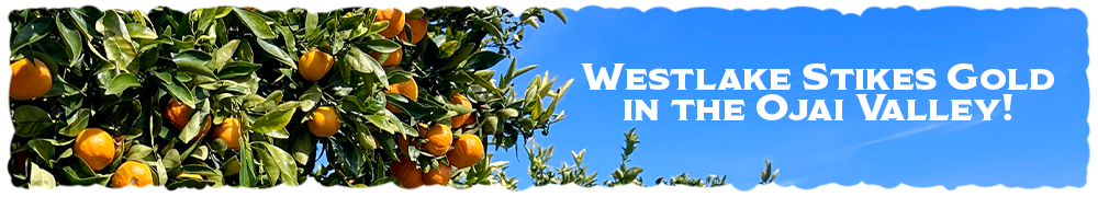 Westlake Produce - Ojai Gold Nuggets