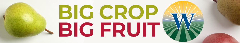 Westlake Produce - Pears