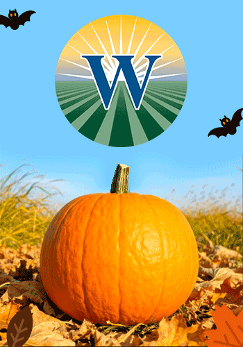 Westlake Produce - Pumpkins