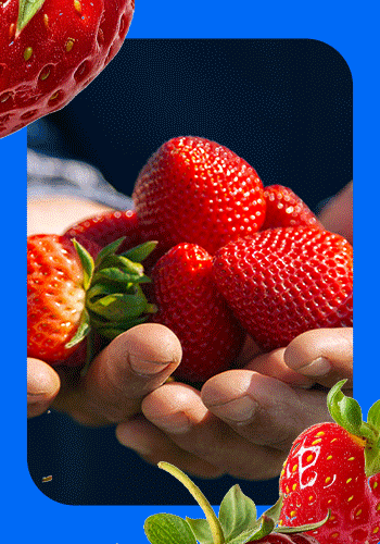 Bobalu - Hand-Picked Strawberries