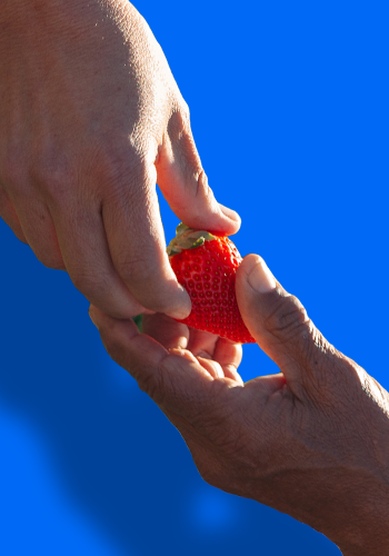 Bobalu - Hand-Picked Strawberries