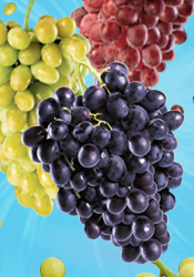Grapes from Mexico Available Now