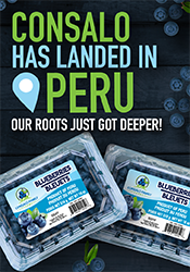 Consalo Family Farms - Peruvian Blueberries