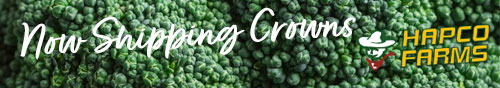Hapco Farms - Indiana Broccoli