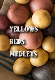 Hapco Farms - Bite Sized Potatoes Fresh From Florida - Yellows - Reds - Medleys