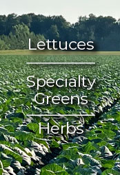 Hapco Farms - Lettuces - Specialty Greens - Herbs