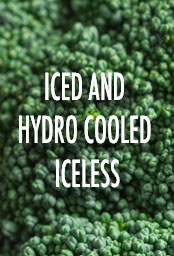 Hapco Farms - Indiana Broccoli
