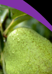 Premium Northwest Pears
