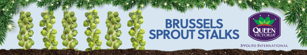 Ippolito - Bussels Sprout Stalks