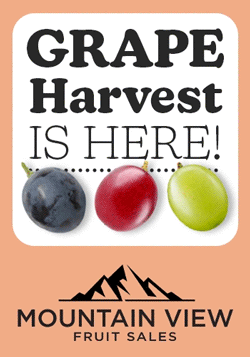 Grape harvest is here!