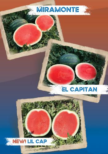 Watermelon genetics that keep on climbing