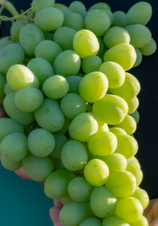 Sun Grape California