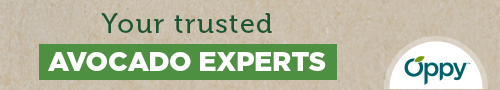 Your Trusted Avocado Exports - Oppy
