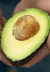 Eco Farms Avoworks