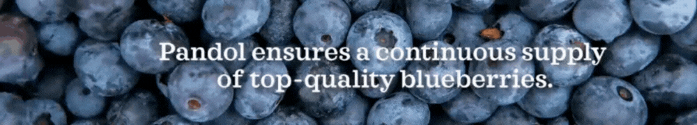 Pandol ensures a year-round supply of top-quality blueberries 