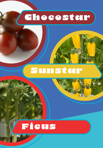 specialty tomatoes