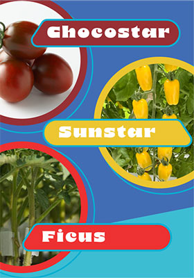 specialty tomatoes