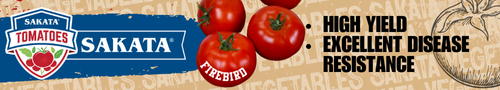 Sakata tomatoes just keep getting better
