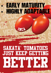 Sakata tomatoes just keep getting better