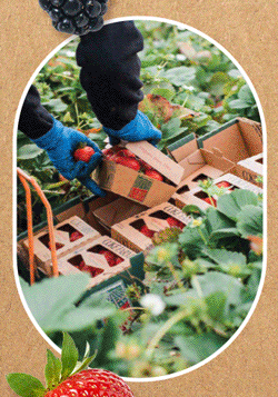Over 100 years of Produce Packaging Innovation, Service, and Quality