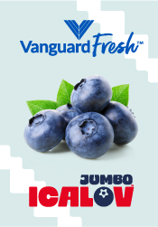 Vanguard Fresh