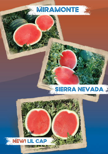 New Horizon Watermelons