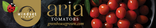 Windset Farms - Aria Tomatoes