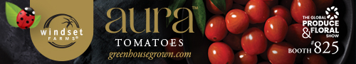 Windset Farms - Aura Tomatoes