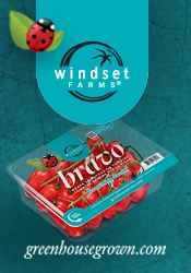 Windset Farms - Bravo - Grape tomatoes on the vine