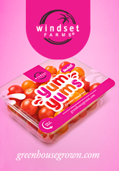Windset Farms - Yum Yums - Sweet Treat