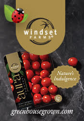Windset Farms - Aura Tomatoes - Nature's Indulgence