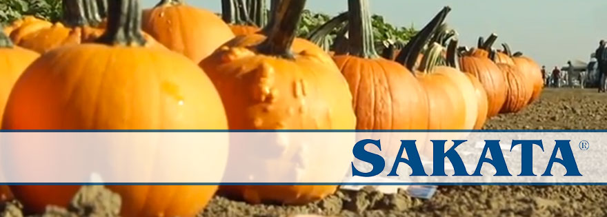 Sakata Seed America Presents its Pumpkin Offerings