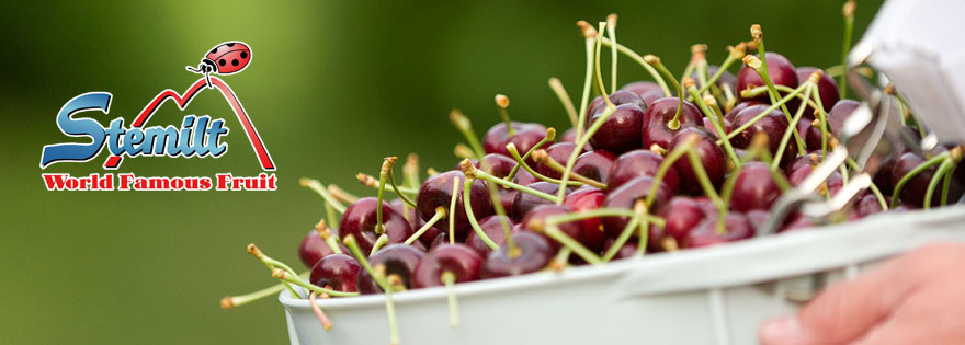 Brianna Shales Discusses Promotional Washington Cherry Periods and New Electronic Cherry Packing Line