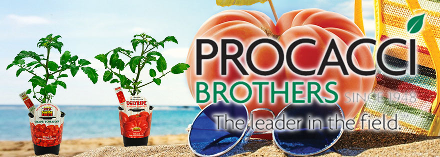 Procacci Brothers Proprietary UglyRipe Heirloom Tomato and Santa Sweets Grape Tomato Plants