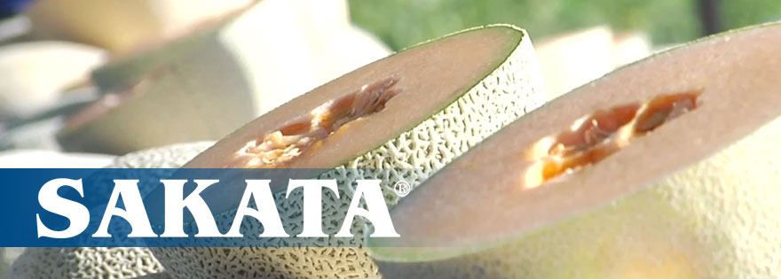 Behind the Greens: Sakata Seed America - New Cantaloupe Varieties