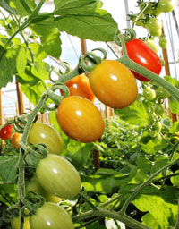 cropped_image_042814
