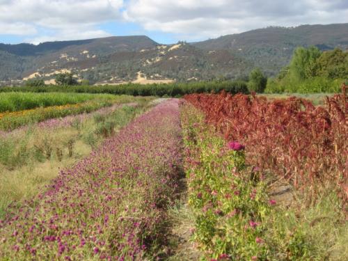 BluDog Organics