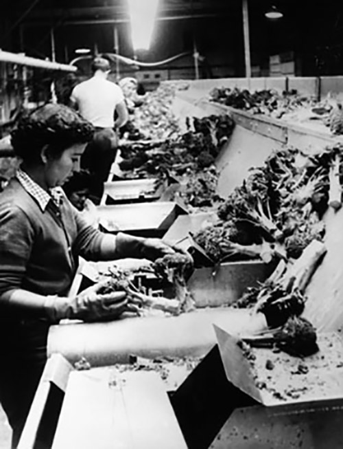 Mann Packing Celebrates 75 Years of Business