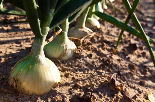 Shuman Produce  - IMAGES