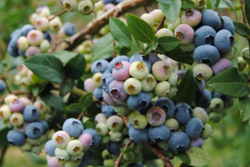 Australian Bluberries