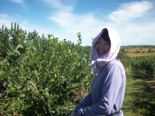 Australian Bluberries