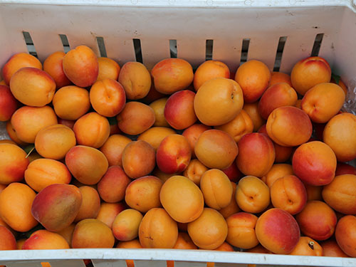cropped_images_042214